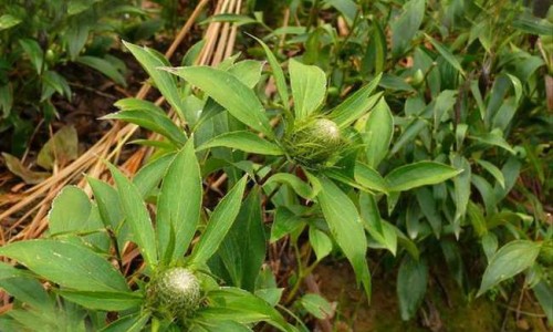 精油泡澡的功效网 :分享精油泡澡的功效和作用-精油泡澡的功效和作用知识